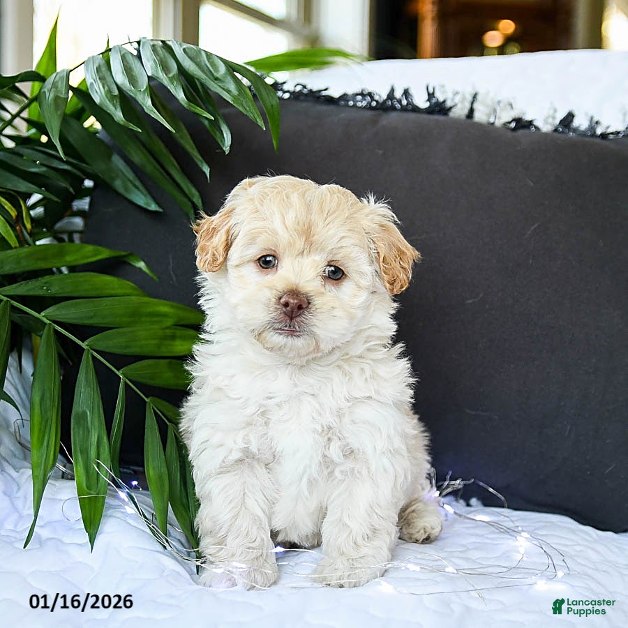 Mixed Breed dogs Creamer - Ad 22