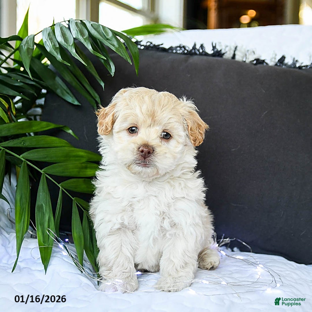 Mixed Breed dogs for sale: Creamer - Ad 2