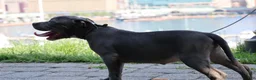 American Bully dogs for sale: Venus - Ad 44