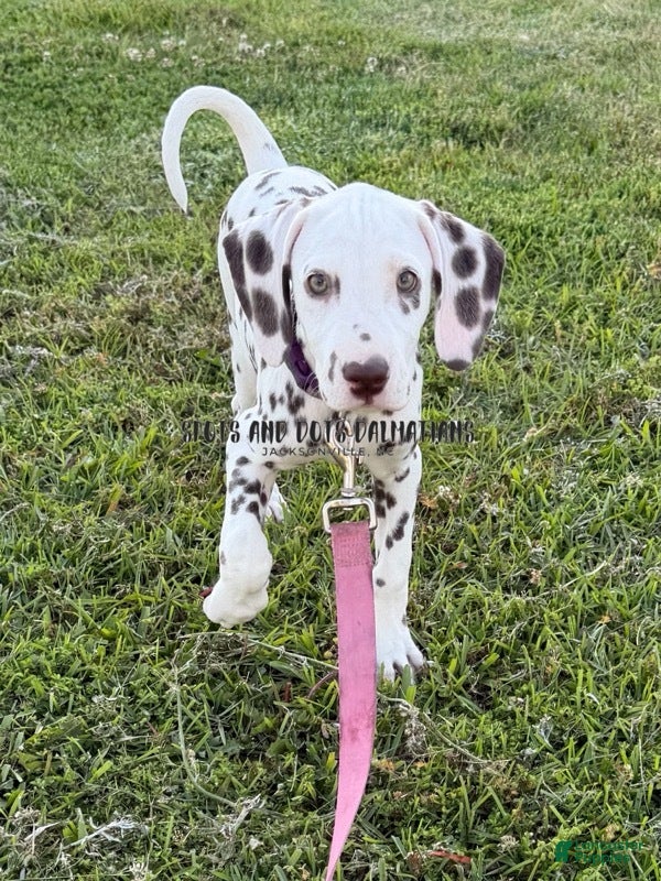 Dalmatian dogs Brynn - Ad 2