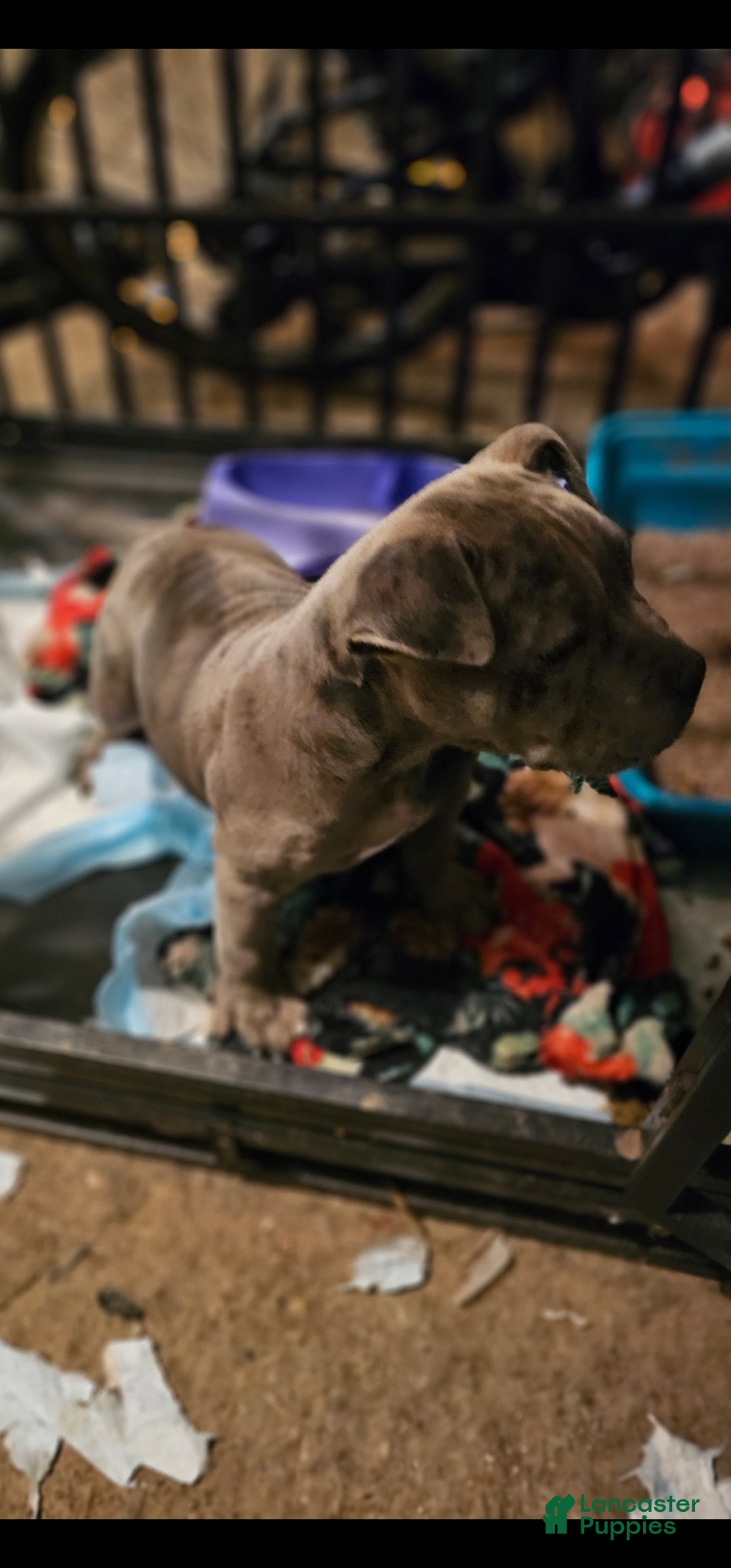 American Bully dogs for sale: American Bully Puppy 1 - Ad 6
