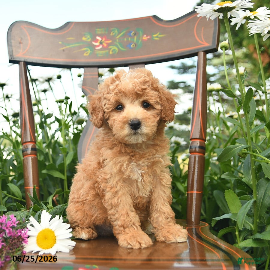 Miniature Poodle dogs Cheif  - Ad 2