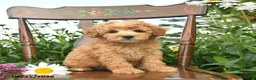 Miniature Poodle dogs for sale: Cheif  - Ad 2