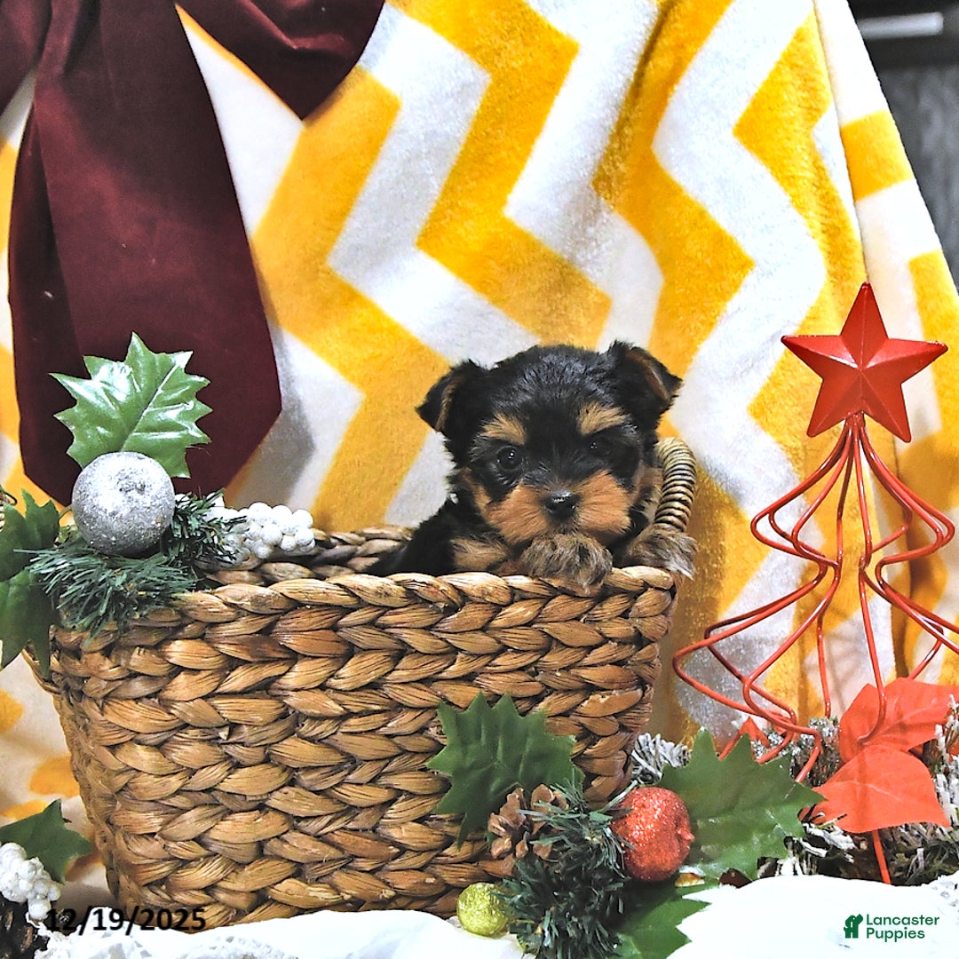 Yorkshire Terrier dogs for sale: Jodie - Ad 4