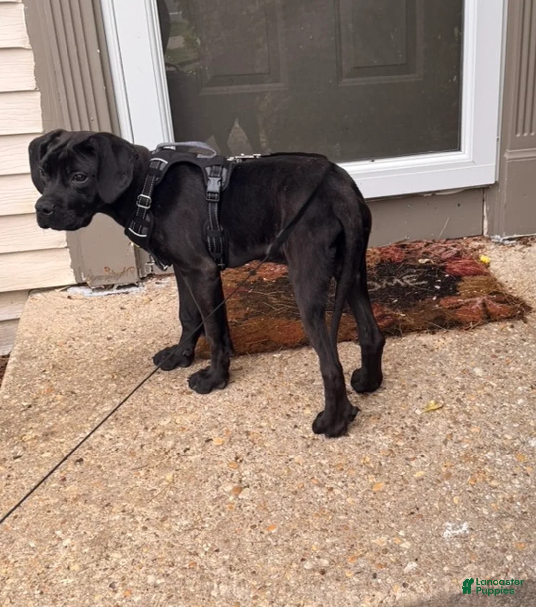 Cane Corso dogs for sale: Cane Corso Puppy 1 - Ad 2