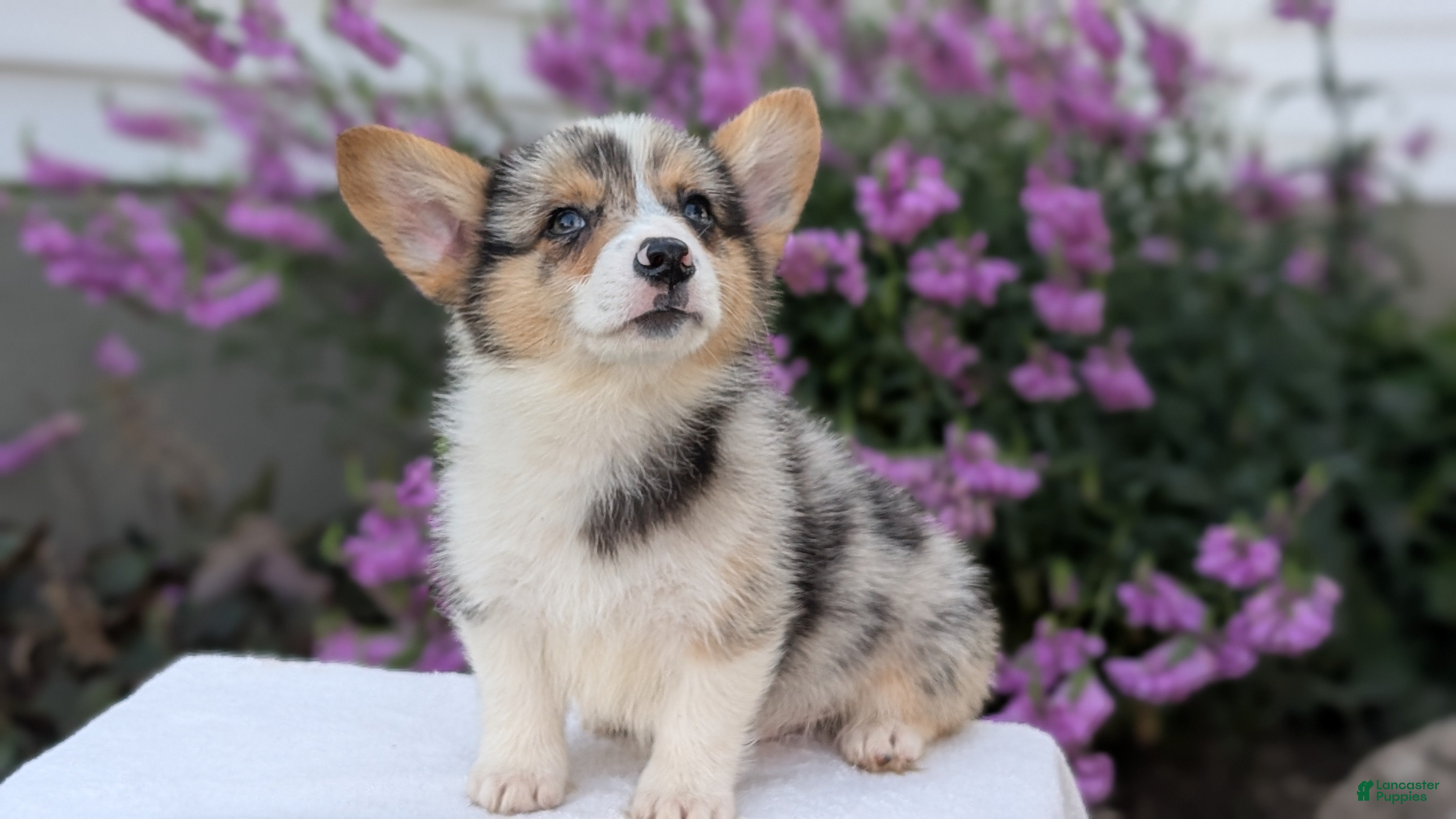 Welsh Corgi Pembroke dogs Jagger - Ad 2