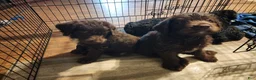Labradoodle dogs for sale: Labradoodle chocolate black collar - Ad 12
