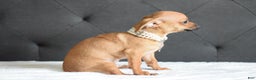 Chihuahua dogs for sale: Chihuahua Puppy 2 - Ad 2
