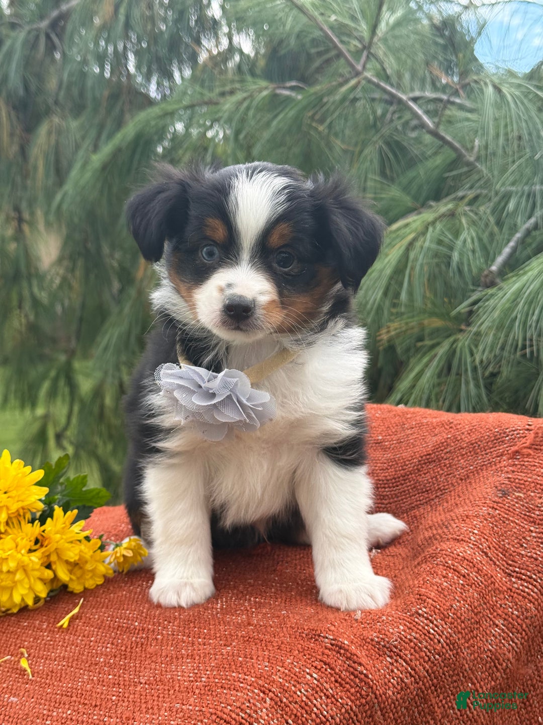 Miniature Australian Shepherd dogs for sale: Tango - Ad 14