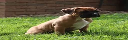 Boxer dogs for sale: Porter - Ad 8