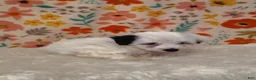 Sheepadoodle dogs for sale: Sara - Ad 6