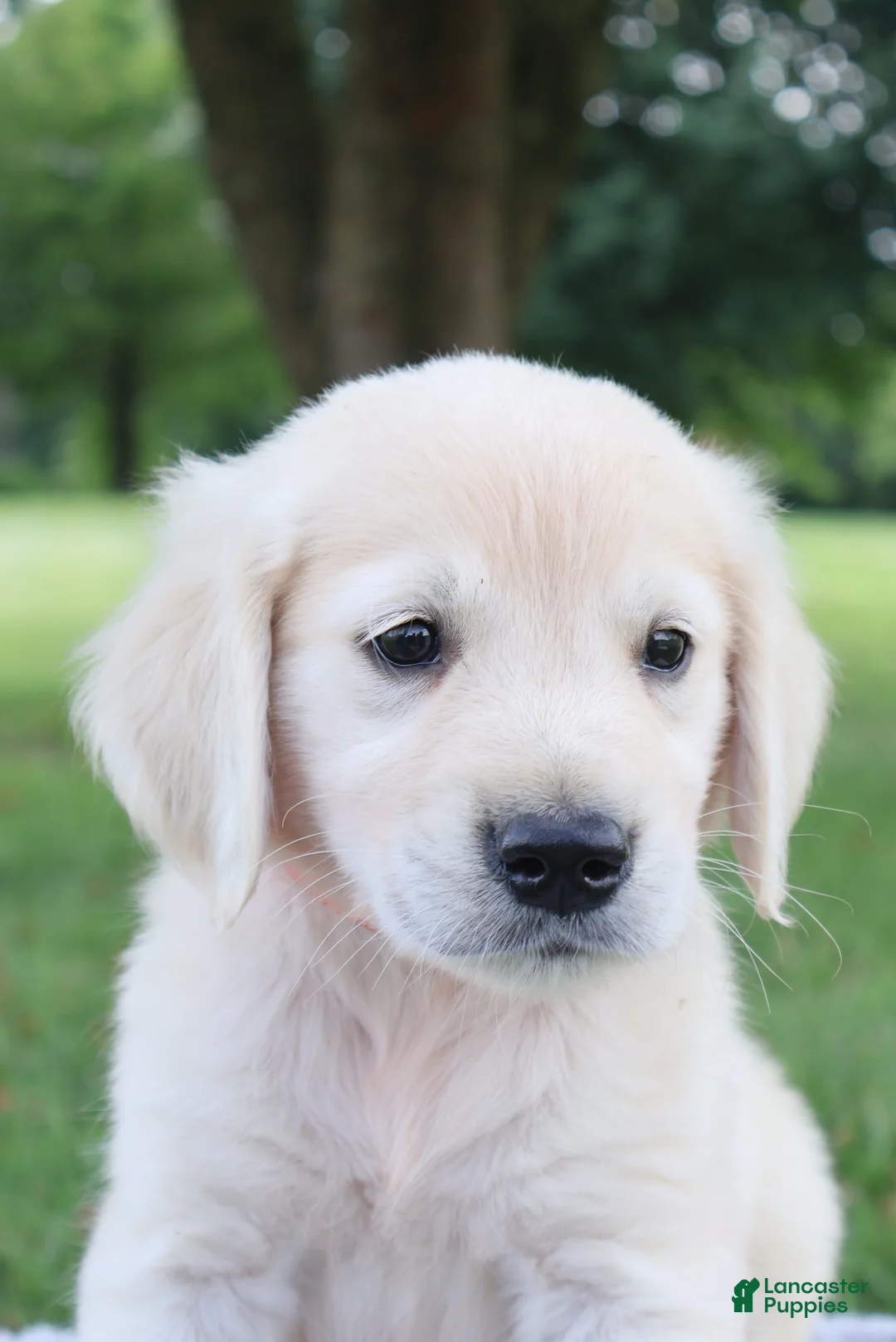 Golden Retriever dogs for sale: Golden Retriever 2 Scott - Ad 2