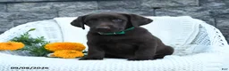 Labrador Retriever dogs for sale: Marlin - Ad 5