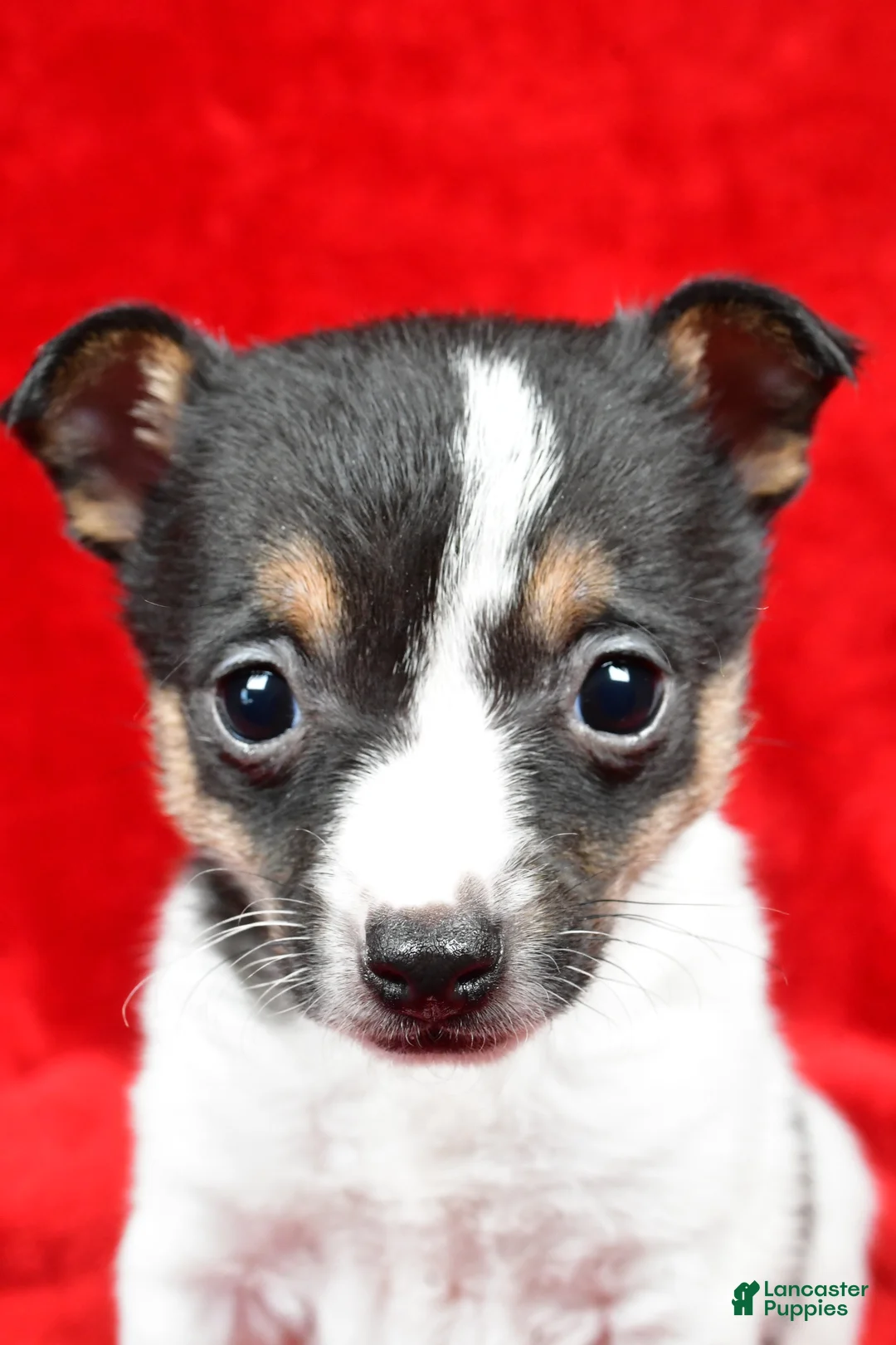 Toy Fox Terrier dogs for sale: Lilly - Ad 4