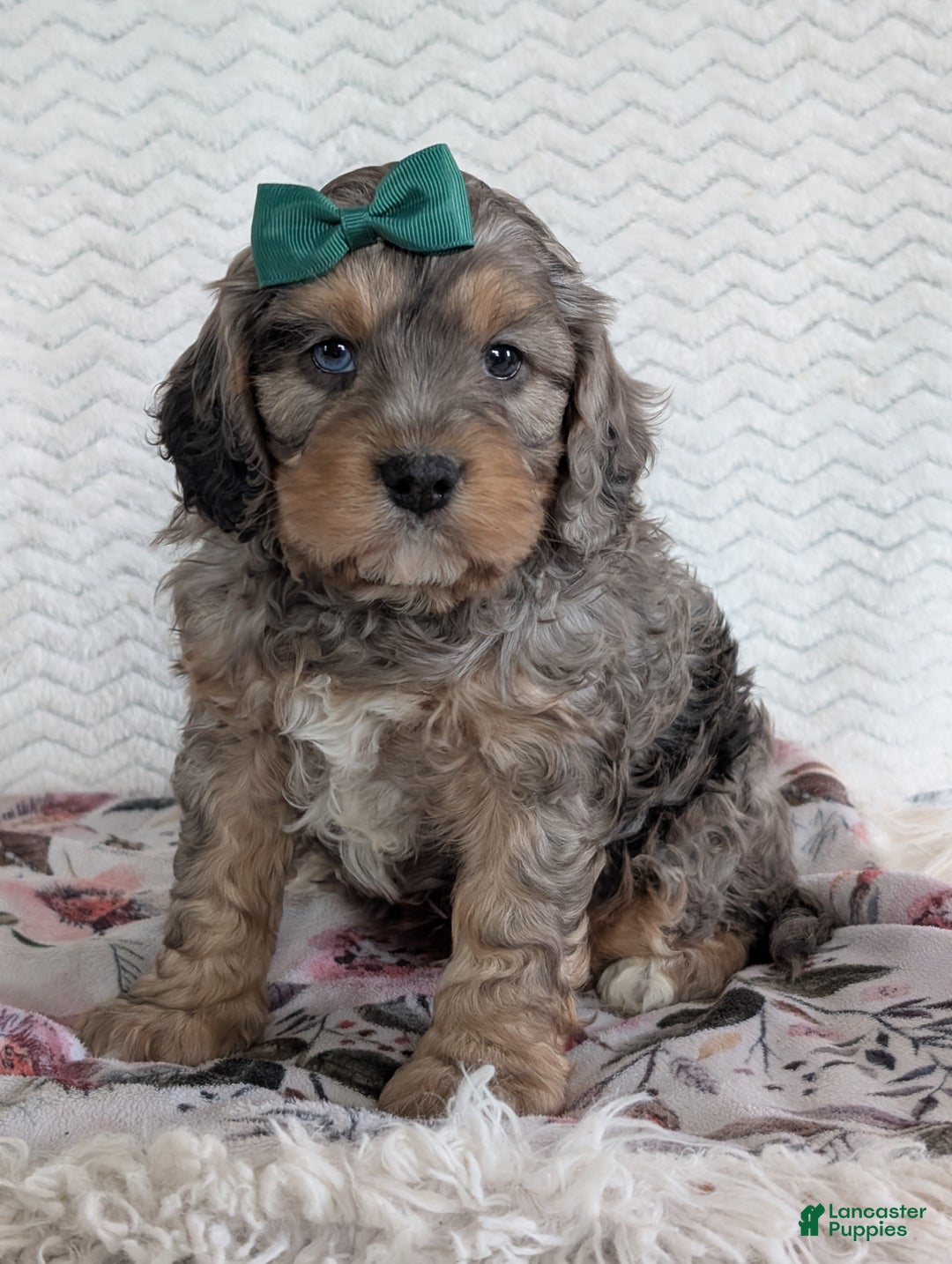 Cavapoo dogs for sale: Mickie - Ad 2