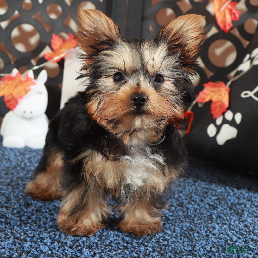 Yorkshire Terrier dogs for sale: Sherlock - Ad 3