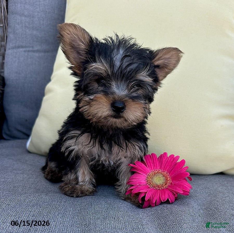 Yorkshire Terrier dogs Brutus - Ad 2