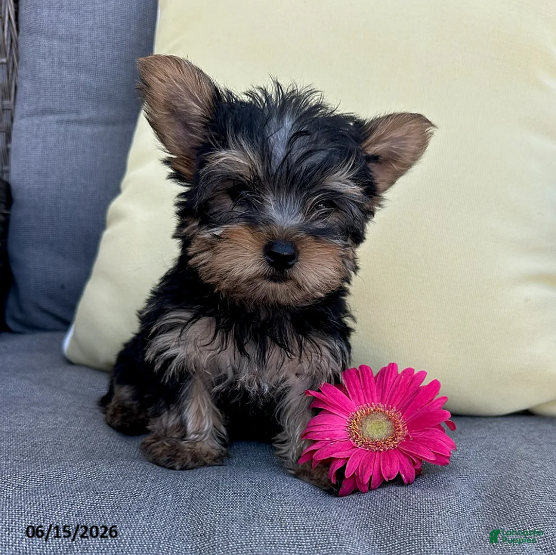 Yorkshire Terrier dogs for sale: Brutus - Ad 2