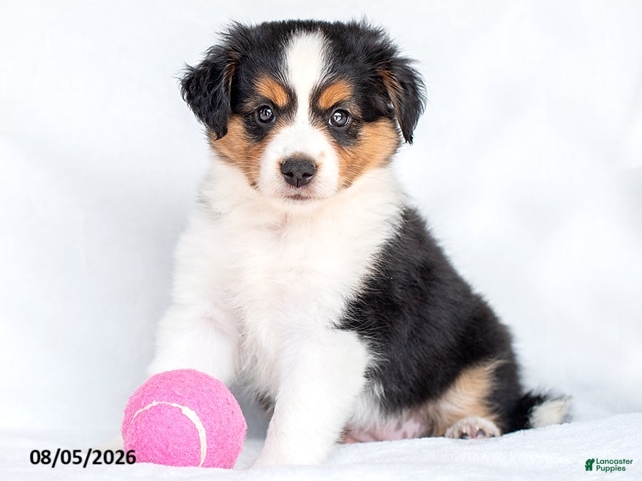 Miniature Australian Shepherd dogs for sale: Shila - Ad 1