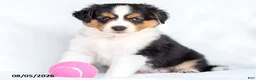 Miniature Australian Shepherd dogs for sale: Shila - Ad 1