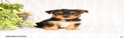 Yorkshire Terrier dogs for sale: Dustin - Ad 2