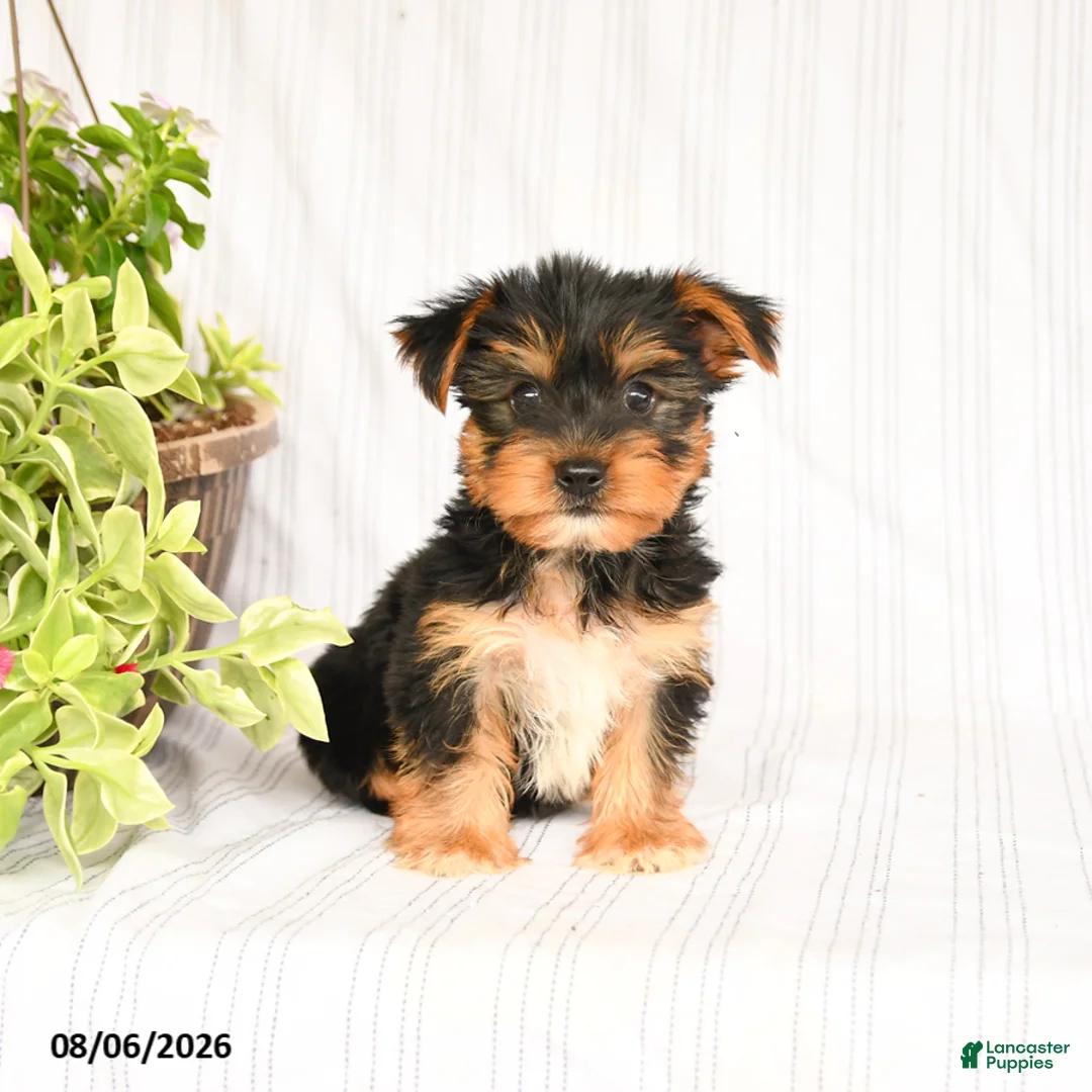 Yorkshire Terrier dogs for sale: Dustin - Ad 2
