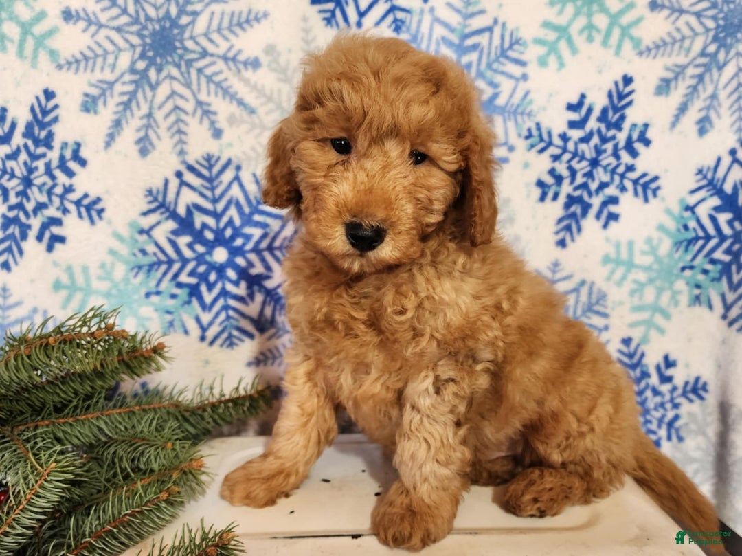 Mini Goldendoodle dogs for sale: Houston - Ad 9