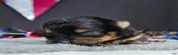 Pomeranian dogs for sale: Pepper's Love Buzz - "Buzz" - Ad 3
