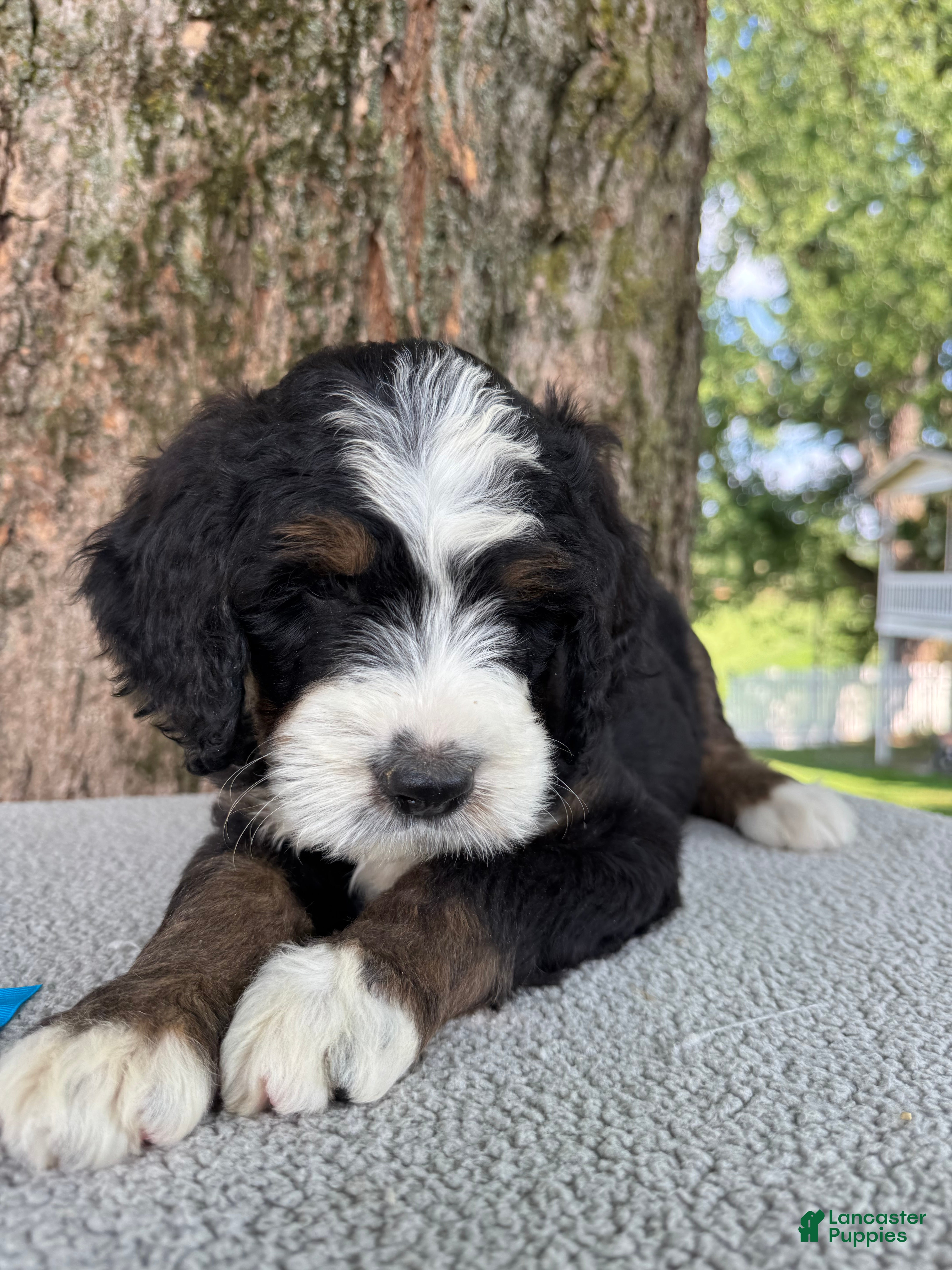 Bernedoodle dogs Sammy - Ad 2