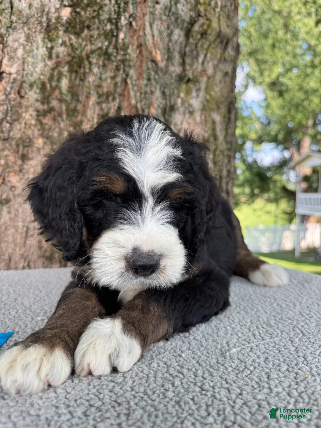 Bernedoodle dogs for sale: Sammy - Ad 2