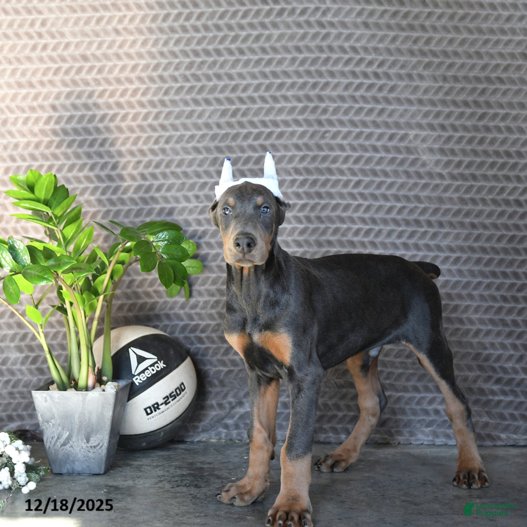 Doberman Pinscher dogs for sale: Zodo - Ad 2