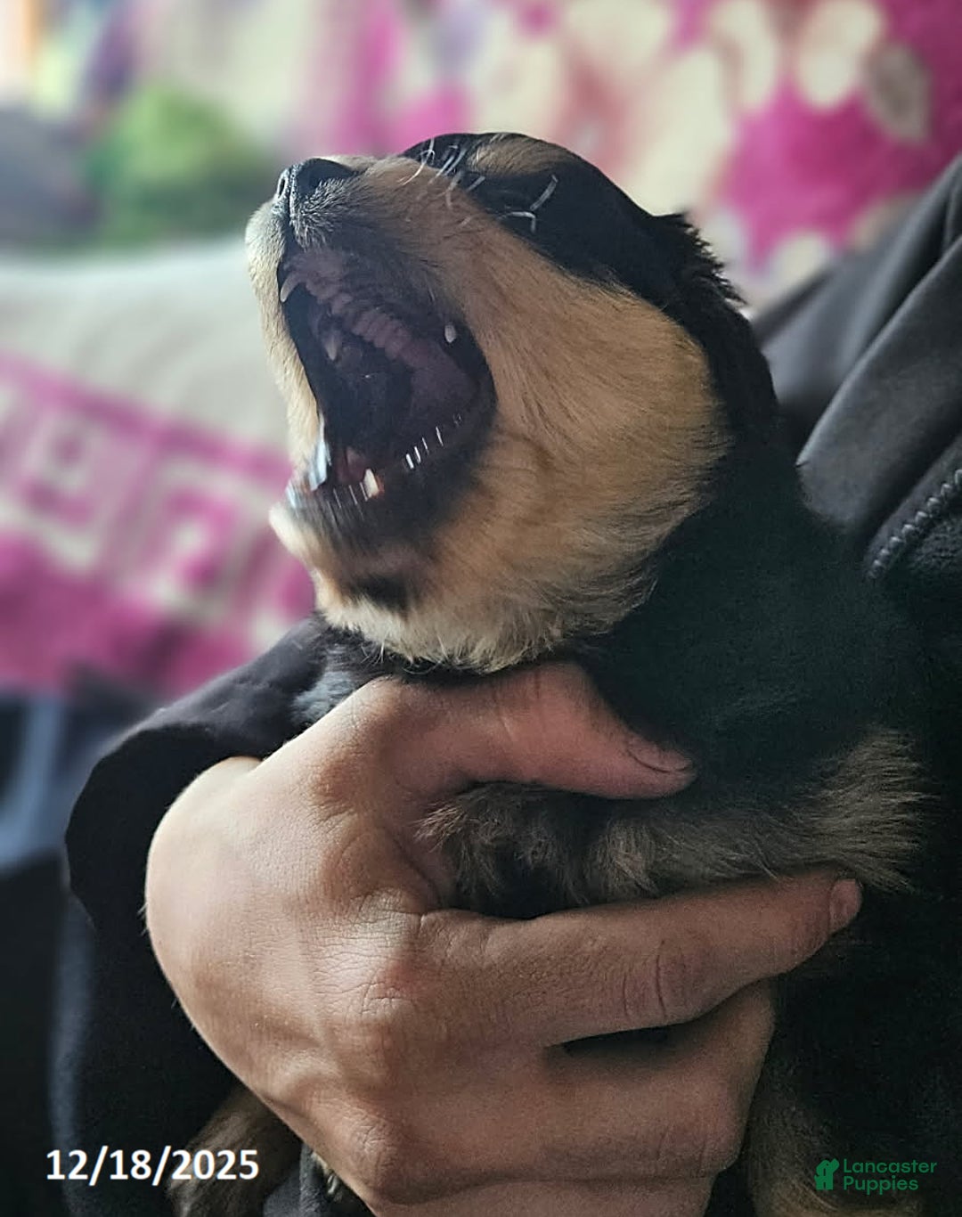 Mixed Breed dogs for sale: Jack  - Ad 2