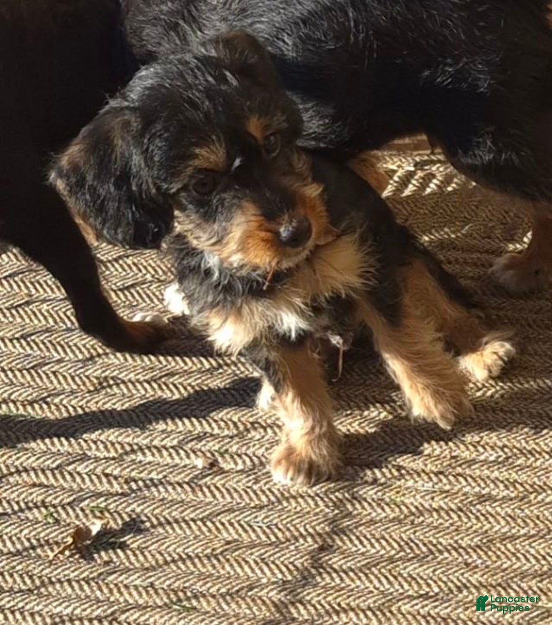 Yorkiepoo dogs for sale: Yorkiepoo Puppy 2 - Ad 3