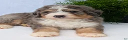 Mini Bernedoodle dogs for sale: Mini Baker  - Ad 17