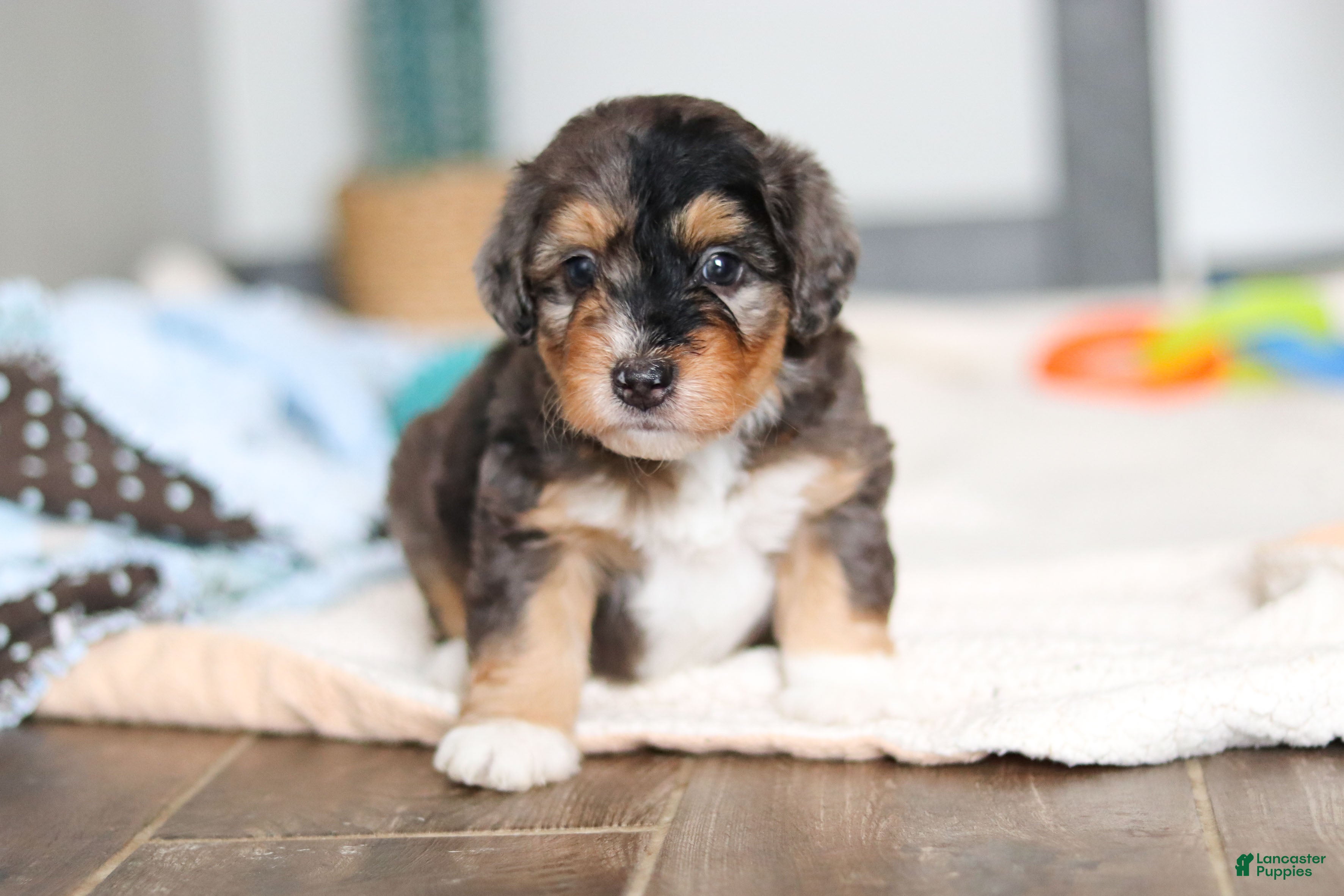 Mini Bernedoodle dogs Duke - Ad 1