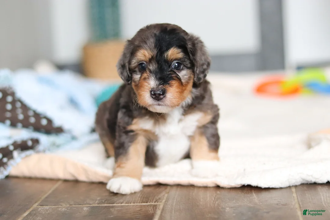 Mini Bernedoodle dogs for sale: Duke - Ad 1