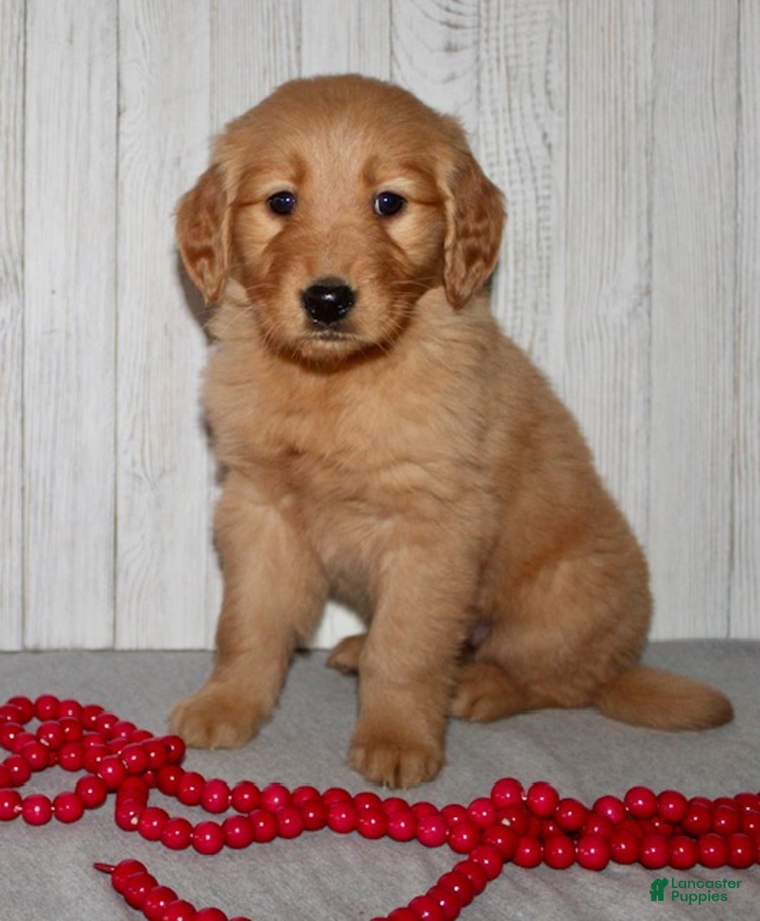 Golden Retriever dogs for sale: Pippa - Ad 2