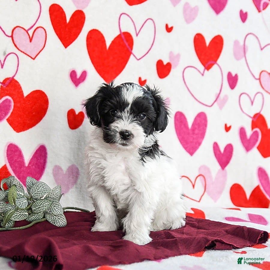 Yochon dogs Stormy - Ad 2