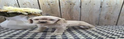 Cocker Spaniel dogs for sale: Sophie - Ad 3