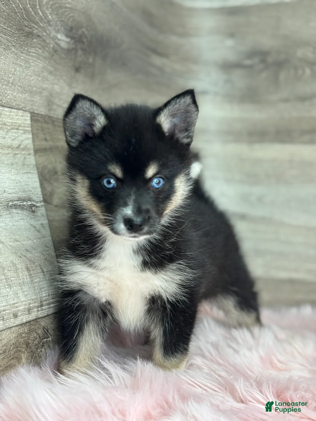 Pomsky dogs for sale: Esther - Ad 1