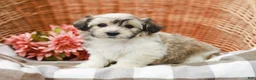 Havanese dogs for sale: Brittan - Ad 1