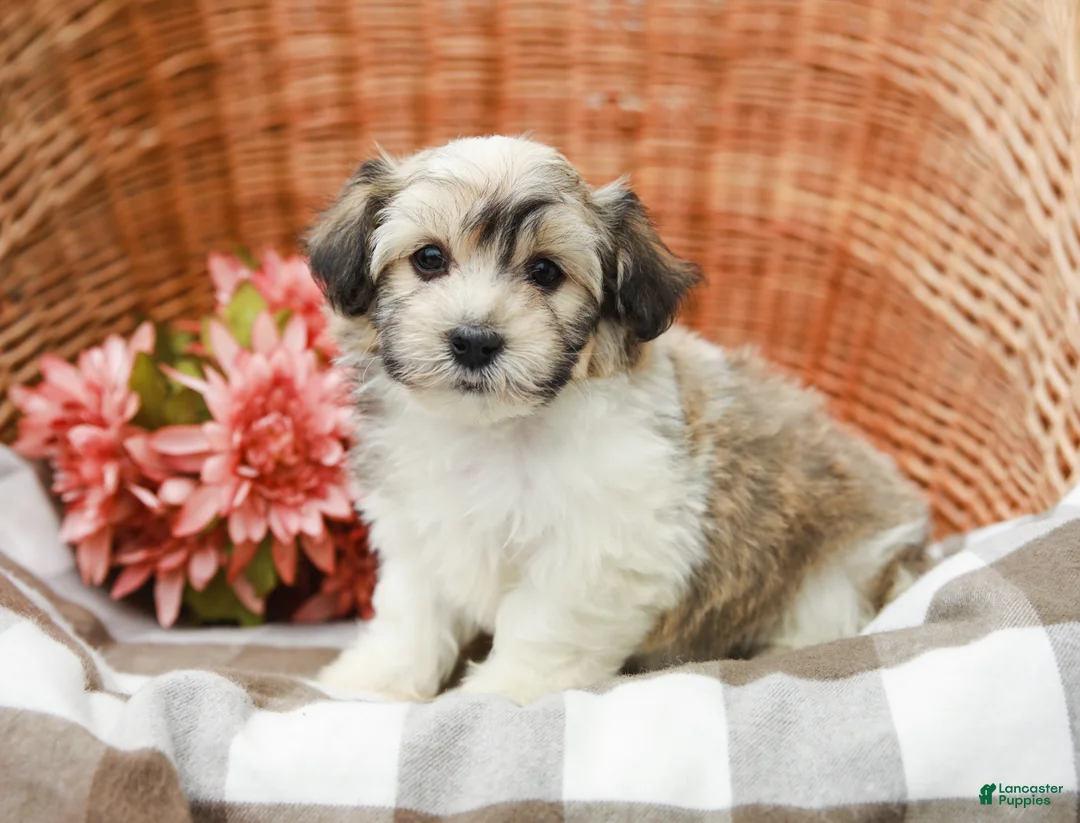 Havanese dogs for sale: Brittan - Ad 1