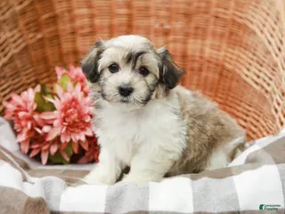 Havanese dogs for sale: Brittan - Ad 1