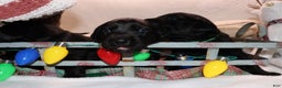 Labrador Retriever dogs for sale: Reese - Ad 7