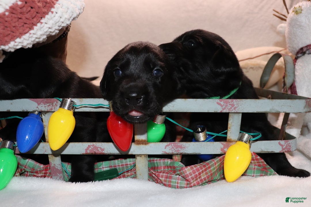 Labrador Retriever dogs for sale: Reese - Ad 7