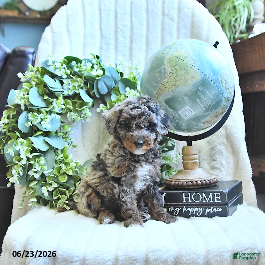 Miniature Poodle dogs Dusty - Ad 2