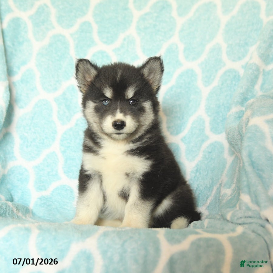 Pomsky dogs Havana - Ad 1