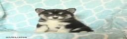 Pomsky dogs for sale: Havana - Ad 1
