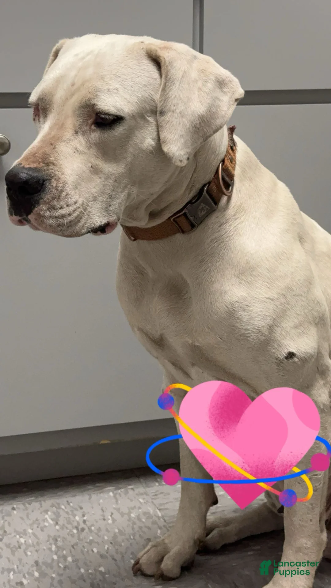 American Bulldog dogs for sale: American Bulldog Puppy 1 - Ad 1