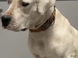 American Bulldog dogs American Bulldog Puppy 1 - Ad 5